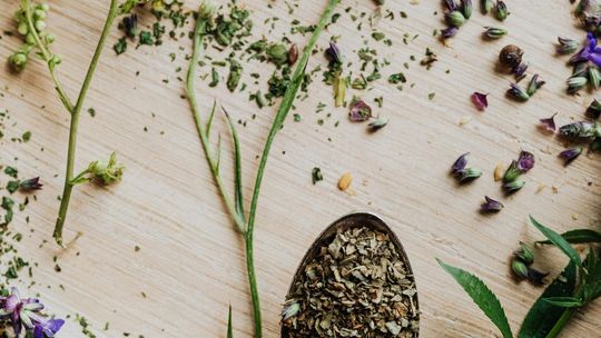 Chanca piedra – zioło „łamacz kamieni” o tradycyjnym zastosowaniu