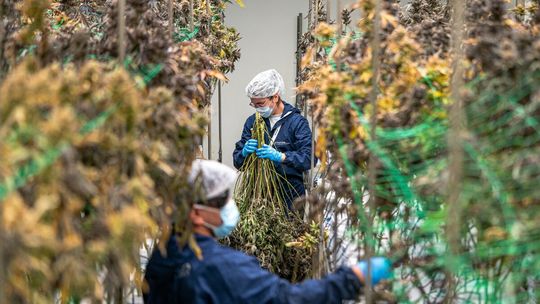 Medyczna marihuana ma się dobrze. I sprzedaje się coraz lepiej Medyczna marihuana ma się dobrze. I sprzedaje się coraz lepiej