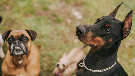 Obowiązkowe OC dla właścicieli psów