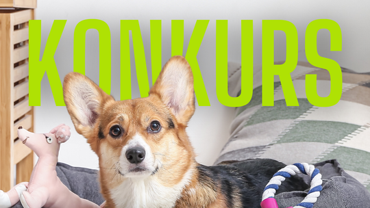 Regulamin konkursu na Facebooku -Wygraj legowisko dla pupila od firmy Libro