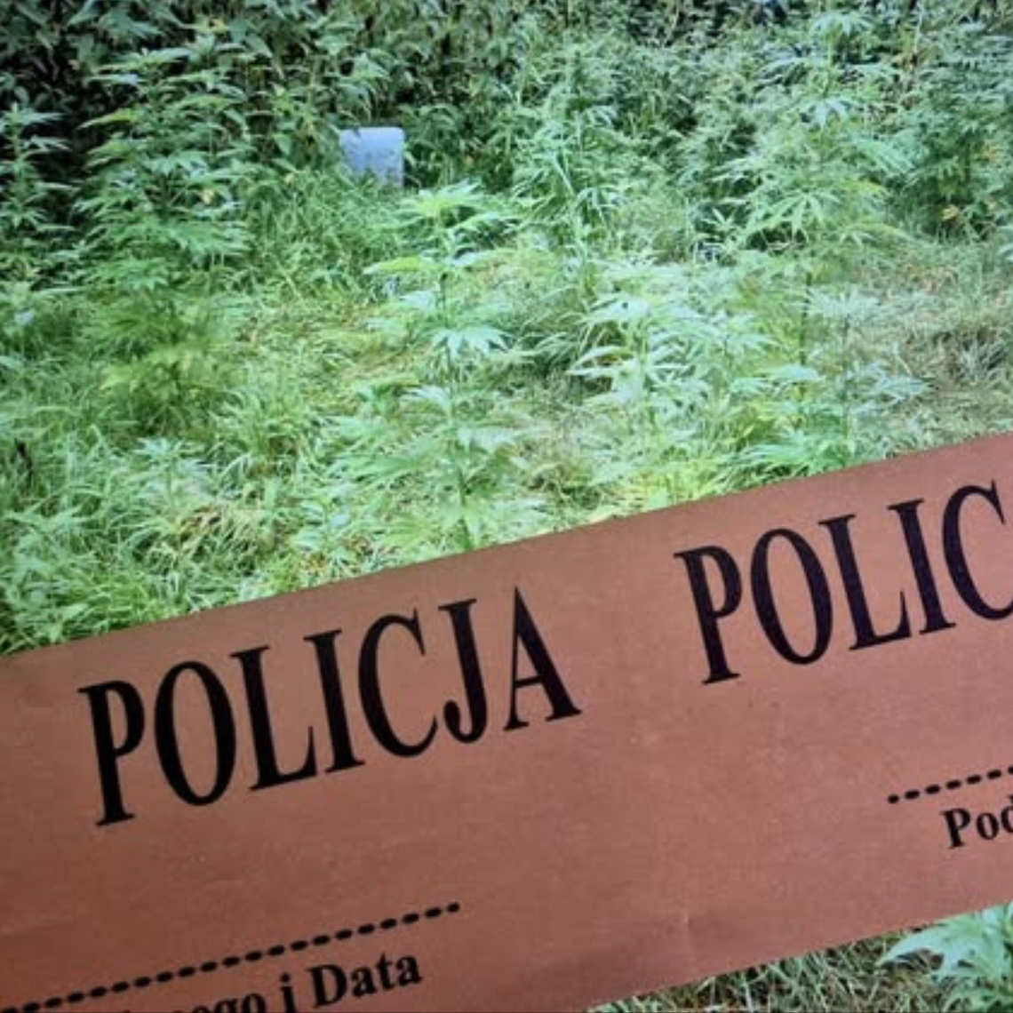 Objęty policyjnym dozorem za uprawę i posiadanie narkotyków